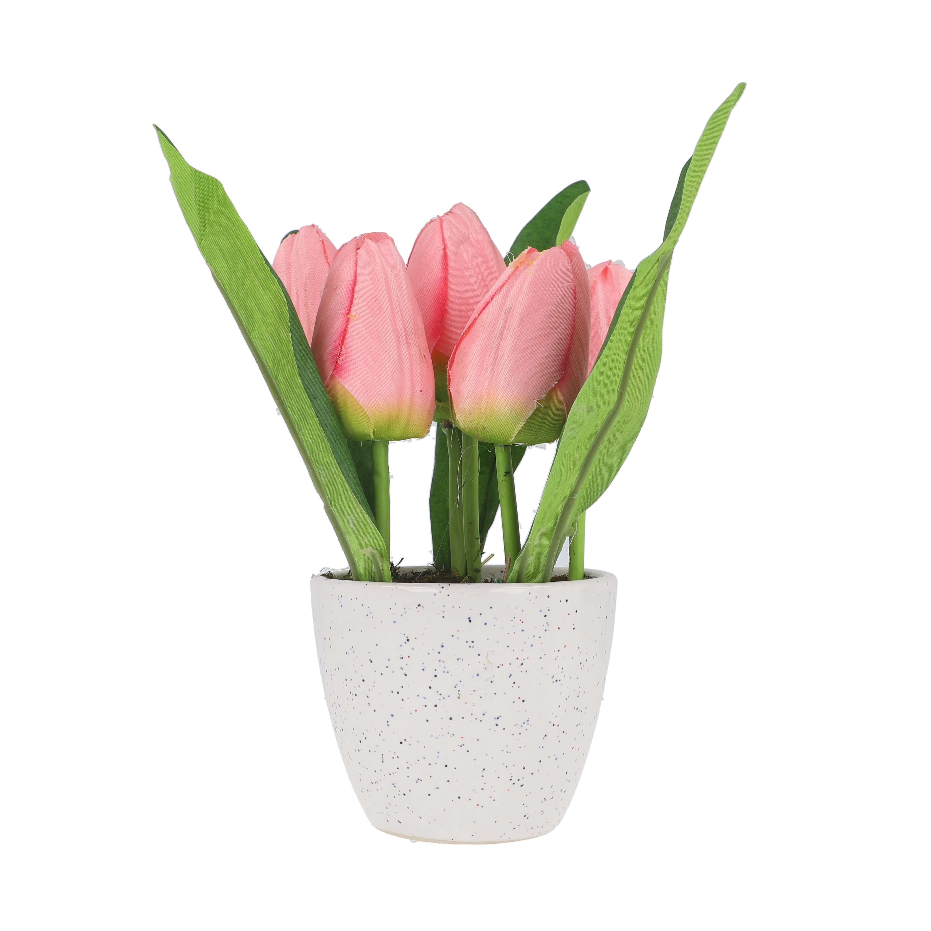 Pink Tulip in Pot