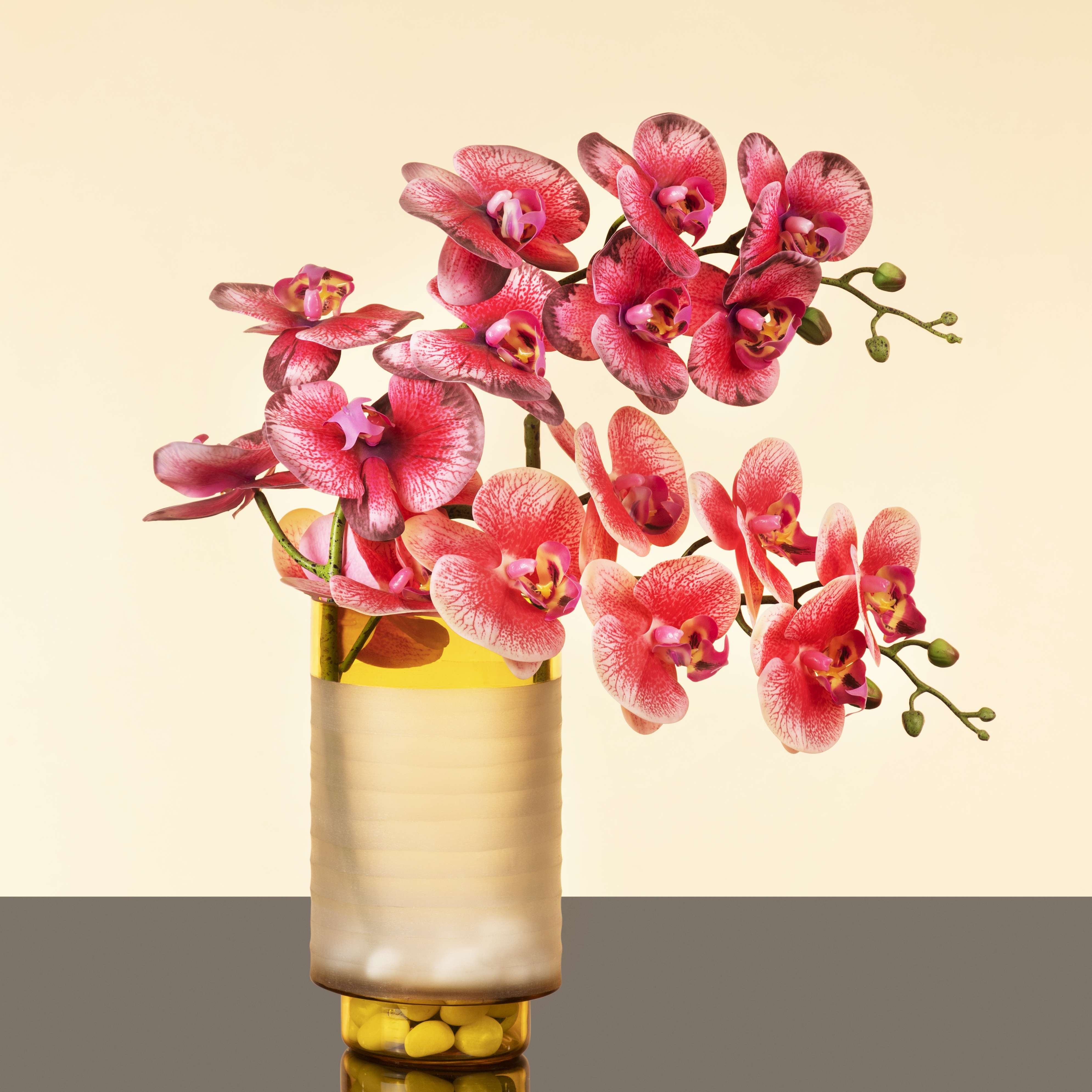 Orchid Flowers in Vase